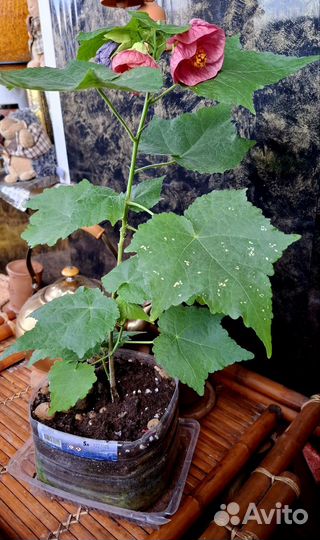 Гибискус, абутилон, герань