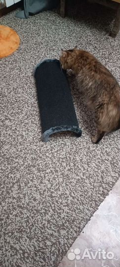 Когтеточка напольная