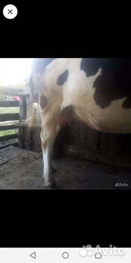 Корова, Овцы, козы