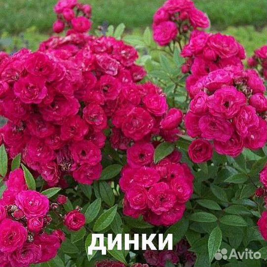 Саженцы роз