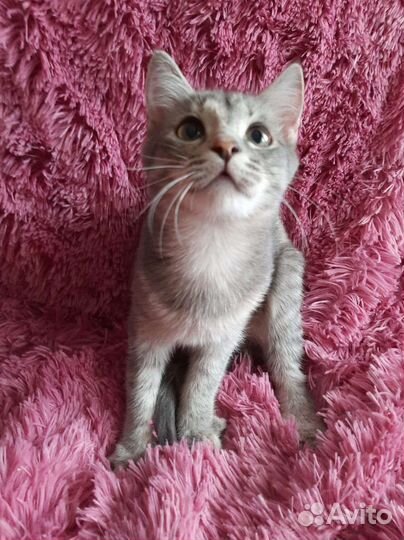 Умница и красавица