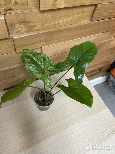 Сингониум мотя