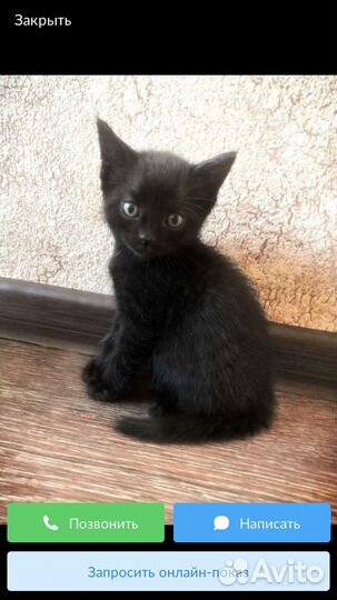 Отдам бесплатно кота