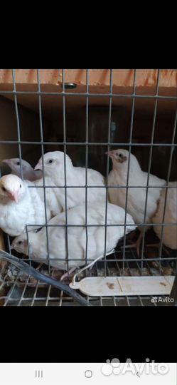 Яйца перепелиные инкубационное порода Техасский