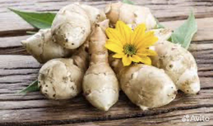 Топинамбур корни на посадку