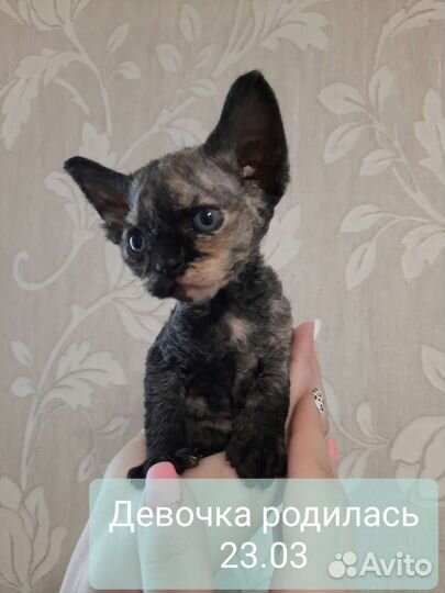 Котята девон-рекс