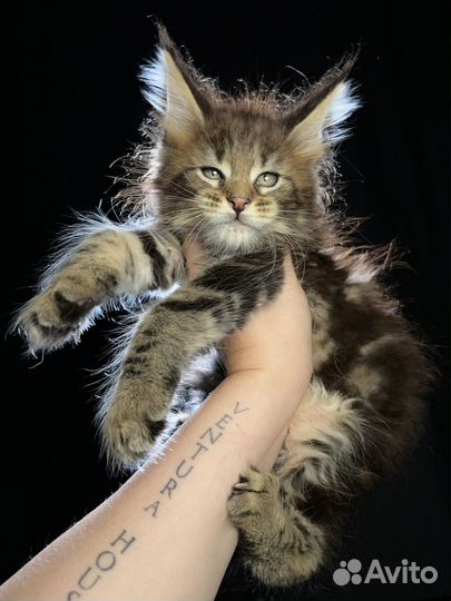 Xavier Ventura House