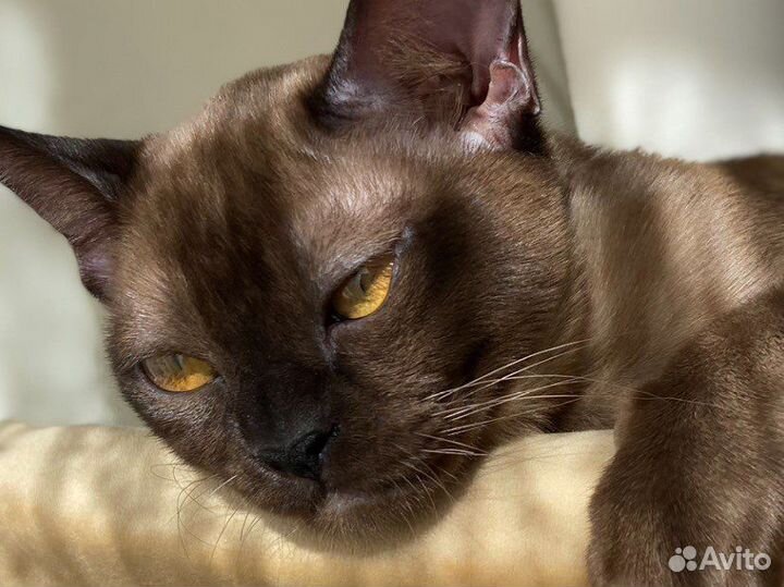 Бурма европейская