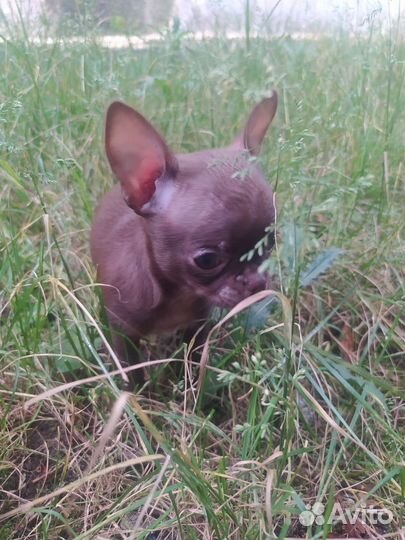 Мини чихуахуа