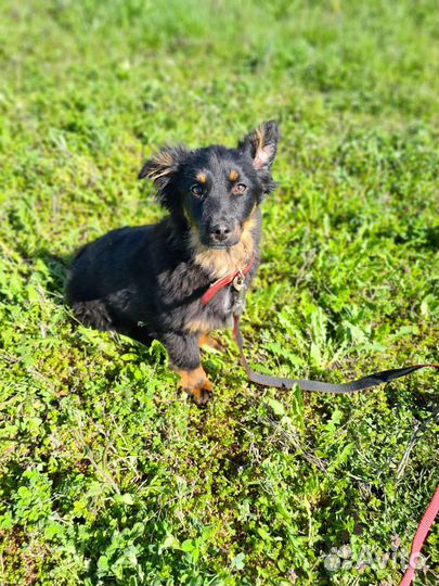 Щенок подросток девочка