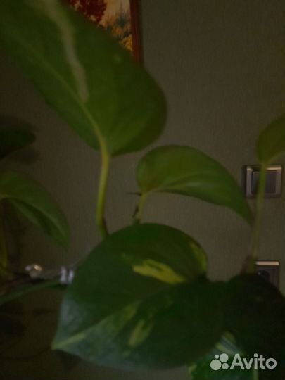 Спатифиллум