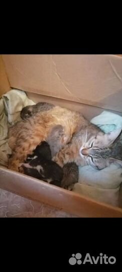 Котята в добрые руки бесплатно