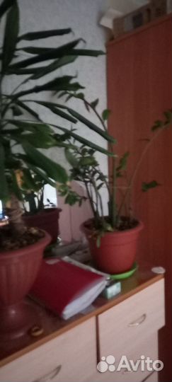 Комнатные растения цветы