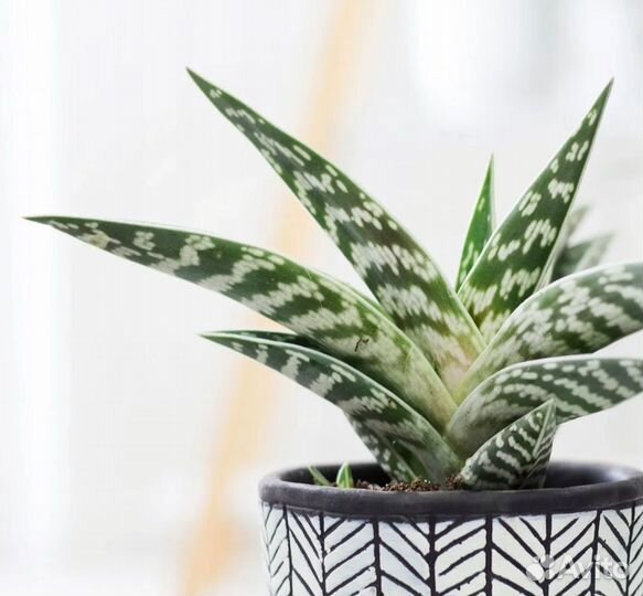 Алоэ тигровое (пёстрое)