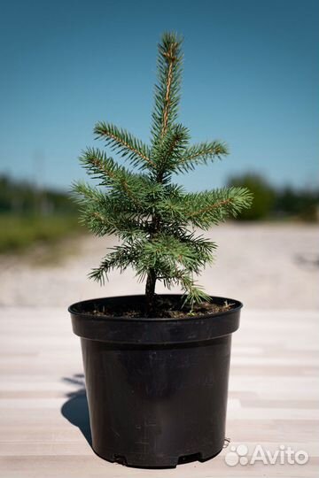 Саженцы хвойных деревьев