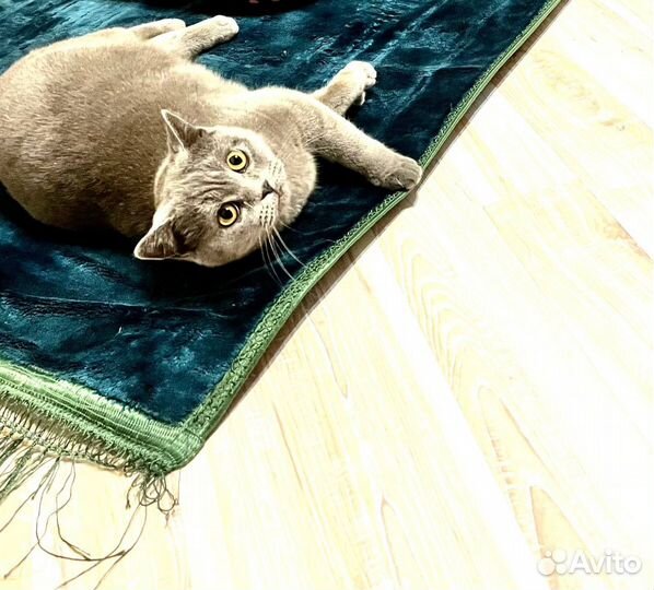 Котята породистые