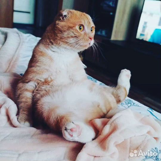 Вязка шотландский вислоухий кот