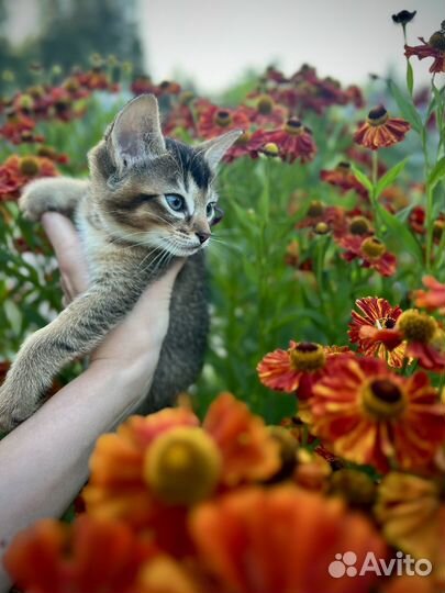 Абиссинские котята