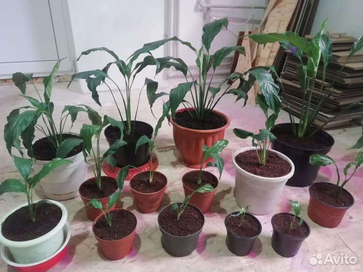 Юкка и плющ для альпийской горки, Спатифиллум