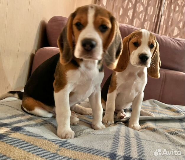 Щенки бигль