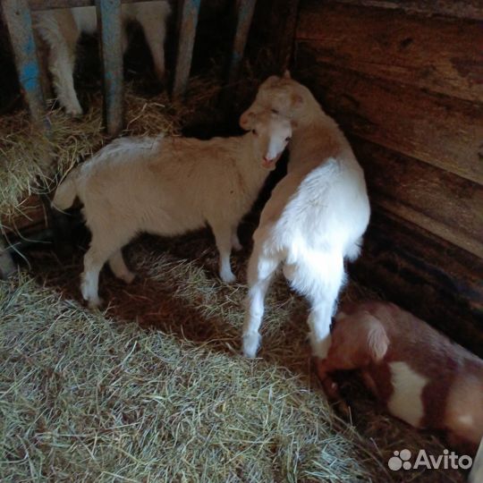 Козлята ламанча