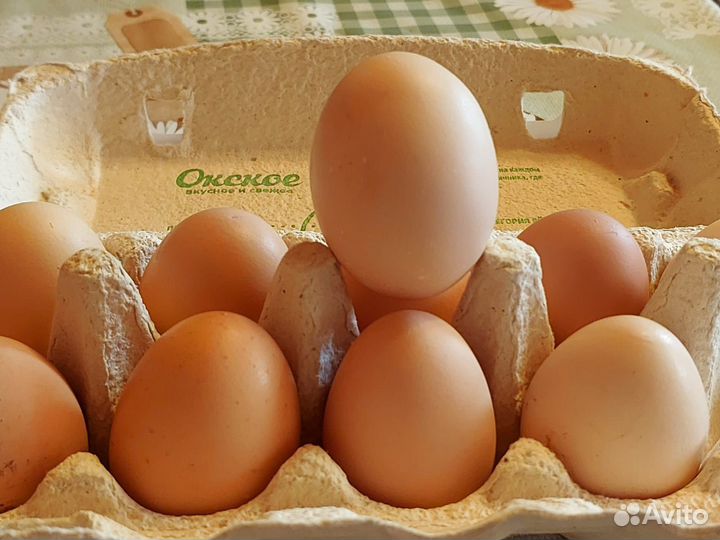 Домашние куриные яйца