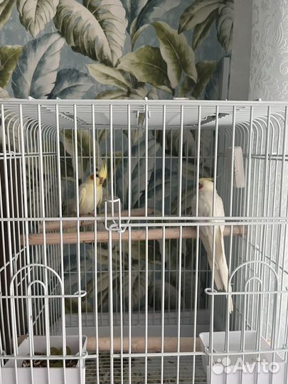 Попугаи Корелла