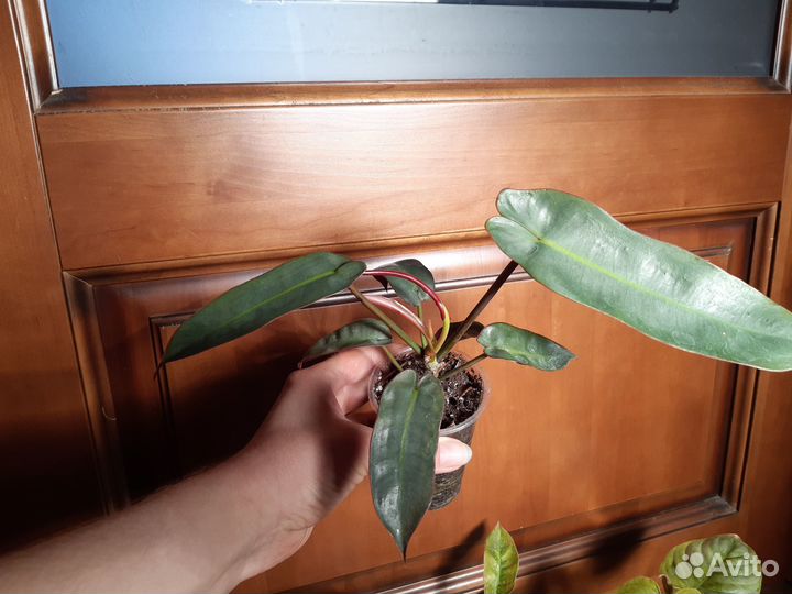 Филодендрон биллиетау кверцифолиум ринг оф файер