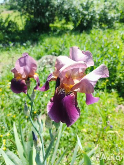 Ирисы бородатые