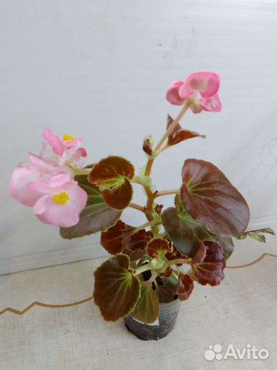 Бегония вечноцветущая для кашпо, клумбы, дома