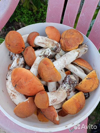 Красноголовики, Опята