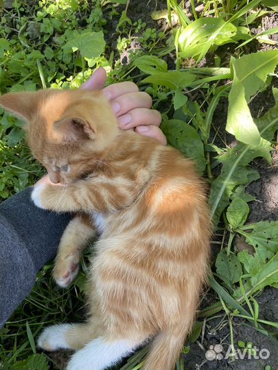 Котенок