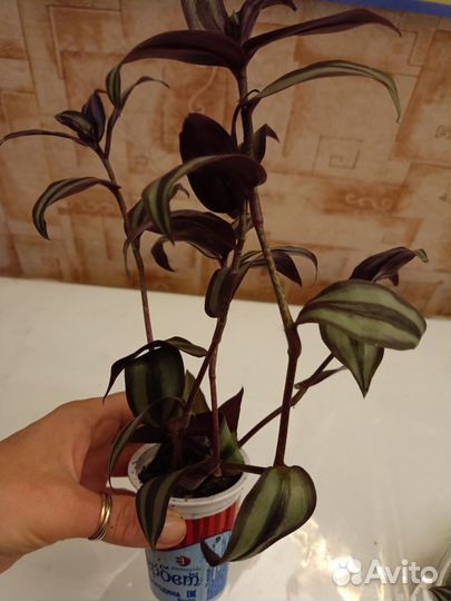 Традесканция зебрина