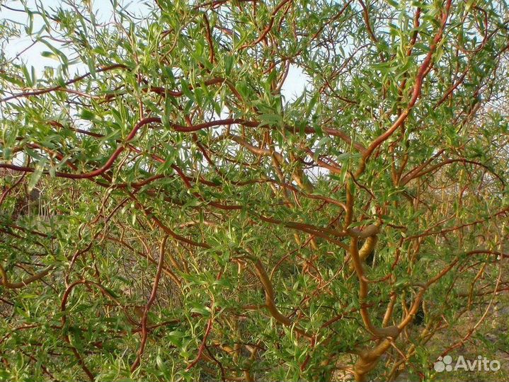 Ива извилистая Тортуоза, Шверина, Нана