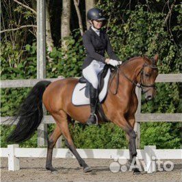 Предлагается для занятий райд пони