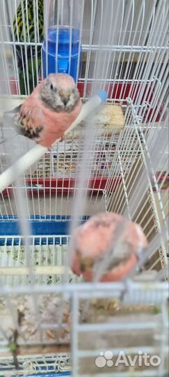 Продам попугая