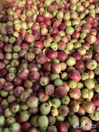Яблоки падалица 60 тонн