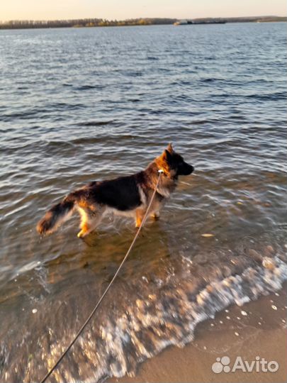 Выгул собак