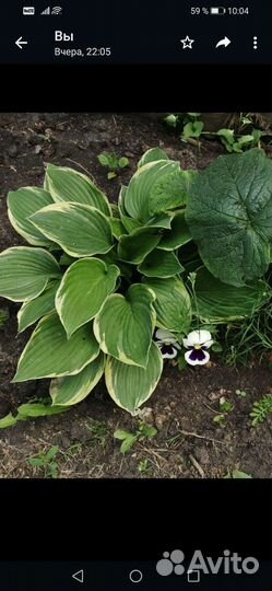 Хосты, комнатные цветы, архидея