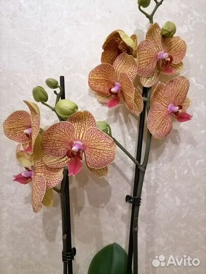 Орхидея фаленопсис Цветущая Колейдоскоп