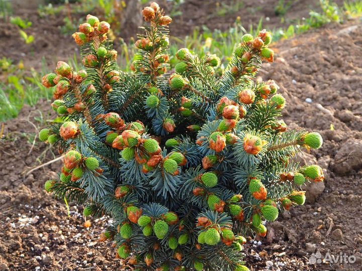 Ель для озеленения территории