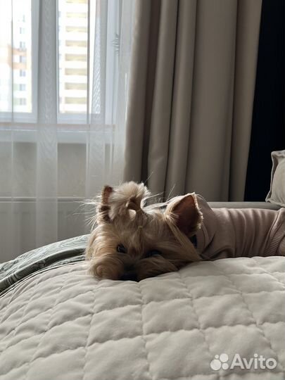 Передержка собак