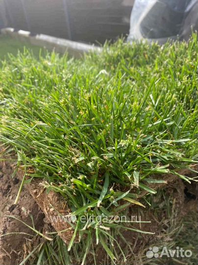 Укладка рулонного газона