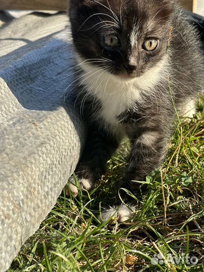 Котенок ищет дом