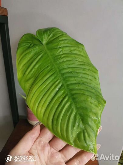 Филодендрон Тенуе широкий лист