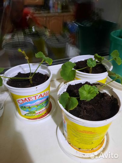 Герань красная