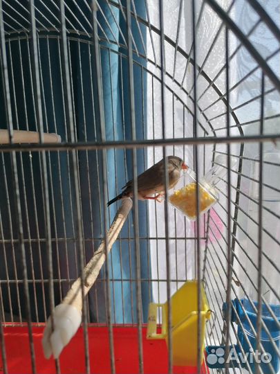 Зебровые амадины