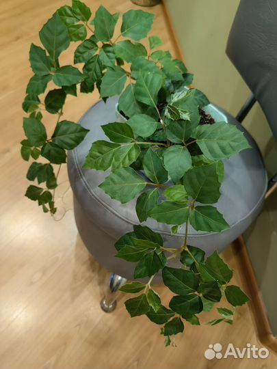 Циссус или берёзка, сингониум, пеперомия