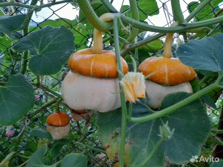 Семена тыква чалмовидная декоративная