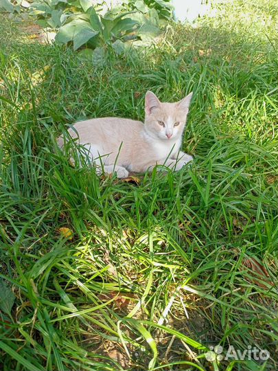 Котик в добрые руки